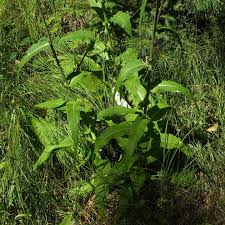 Attēlu rezultāti vaicājumam “Cirsium heterophyllum leaf”