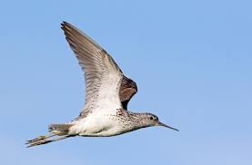 Attēlu rezultāti vaicājumam “Tringa stagnatilis”