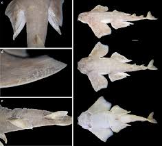 Image result for Squatina dumeril