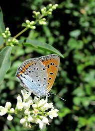 Attēlu rezultāti vaicājumam “Lycaena dispar underside”