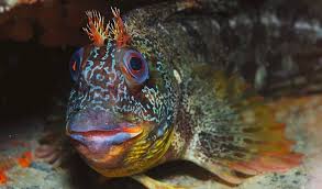 Image result for Worcester Divers Octopush Club