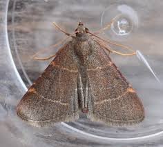 Attēlu rezultāti vaicājumam “Hypsopygia glaucinalis”