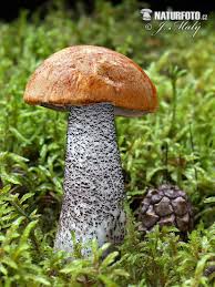 Attēlu rezultāti vaicājumam “Leccinum versipelle”