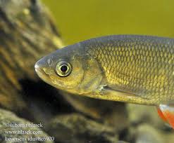 Attēlu rezultāti vaicājumam “Leuciscus idus”