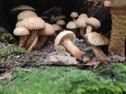 Attēlu rezultāti vaicājumam “Pholiota squarrosoides”