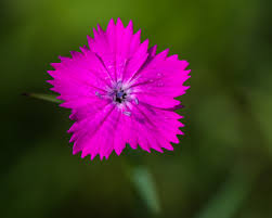 Image result for Dianthus carthusianorum