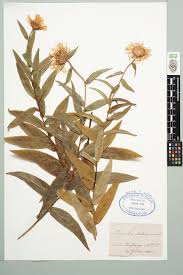 Attēlu rezultāti vaicājumam “Inula salicina flower”