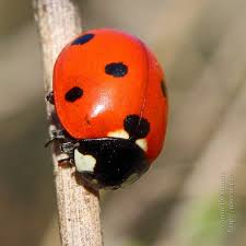 Attēlu rezultāti vaicājumam “Coccinella septempunctata imago”