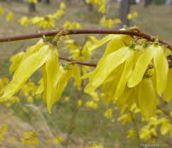 Attēlu rezultāti vaicājumam “Forsythia viridissima flower”