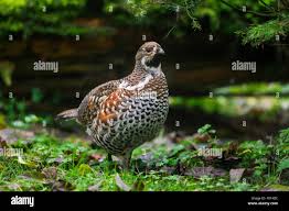 Attēlu rezultāti vaicājumam “Tetrastes bonasia juvenile”