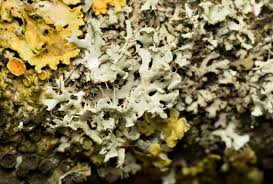 Attēlu rezultāti vaicājumam “Physcia tenella”