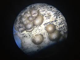 Attēlu rezultāti vaicājumam “Lycogala cf. fossiculatum sessile”