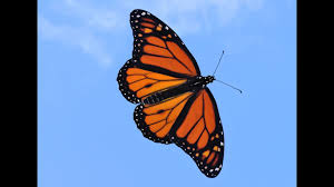 Image result for monarch butterfly