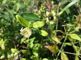 Attēlu rezultāti vaicājumam “Silene baccifera flower”