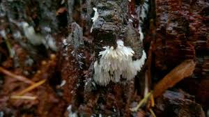 Attēlu rezultāti vaicājumam “Mucronella bresadolae”