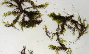 Attēlu rezultāti vaicājumam “Fissidens”