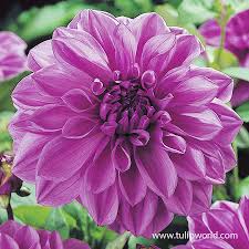 Image result for Dahlia x pinnata `Decorative Giants`