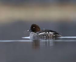 Attēlu rezultāti vaicājumam “Bucephala clangula female”
