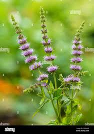 Attēlu rezultāti vaicājumam “Mentha spicata flower”