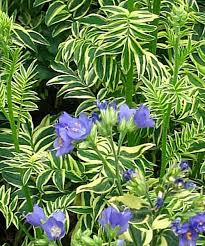 Attēlu rezultāti vaicājumam “Polemonium caeruleum fruit”