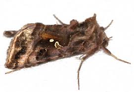 Attēlu rezultāti vaicājumam “Autographa excelsa”