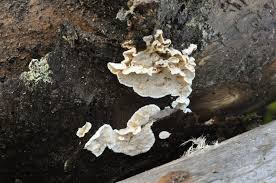 Attēlu rezultāti vaicājumam “Skeletocutis stellae”