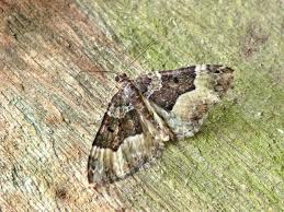 Attēlu rezultāti vaicājumam “Euphyia unangulata”