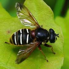 Attēlu rezultāti vaicājumam “Sericomyia lappona”