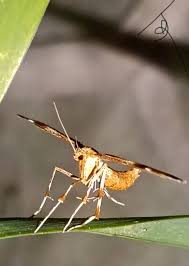 Attēlu rezultāti vaicājumam “Cnaemidophorus rhododactyla”