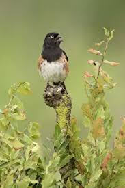 Image result for Pipilo erythrophthalmus