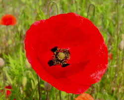 Image result for Papaver rhoeas