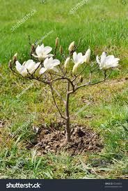 Attēlu rezultāti vaicājumam “Magnolia cylindrica flower”