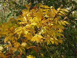 Attēlu rezultāti vaicājumam “Carya cordiformis”