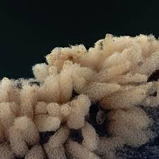 Attēlu rezultāti vaicājumam “Arcyria, Heterotrichia sp.”