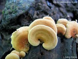 Attēlu rezultāti vaicājumam “Panellus stipticus”