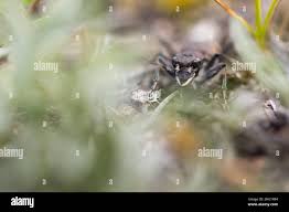 Attēlu rezultāti vaicājumam “Cicindela sylvatica imago”