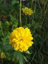 Image result for Heliopsis scabra