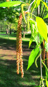 Attēlu rezultāti vaicājumam “Betula humilis male flower”