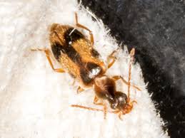 Attēlu rezultāti vaicājumam “Notoxus monoceros”