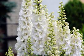 Image result for Delphinium consolida