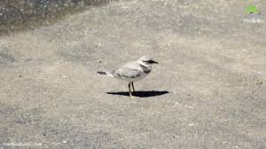 Attēlu rezultāti vaicājumam “Charadrius hiaticula”