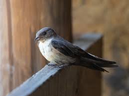 Image result for Ptyonoprogne rupestris