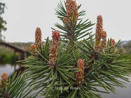 Attēlu rezultāti vaicājumam “Pinus mugo male flower”
