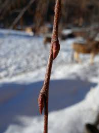 Attēlu rezultāti vaicājumam “Betula pendula”