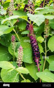 Attēlu rezultāti vaicājumam “Phytolacca acinosa leaf”