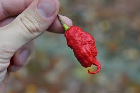 Afbeeldingsresultaat voor red fratali hot pepper