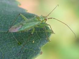 Attēlu rezultāti vaicājumam “Blepharidopterus angulatus”