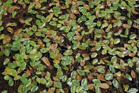 Attēlu rezultāti vaicājumam “Batrachium circinatum leaf”