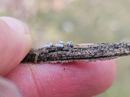 Attēlu rezultāti vaicājumam “Badhamia capsulifera var. arborea spores”