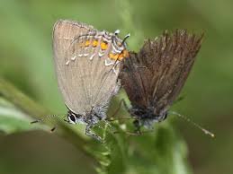 Attēlu rezultāti vaicājumam “Satyrium ilicis underside”